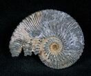 Pyritized Ammonite From Russia - #7294-1